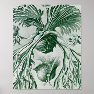 Poster Ilustração Botânica de Samambaias Staghorn Vintage