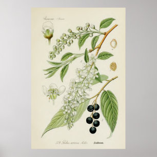 Póster Ilustração botânica do vintage