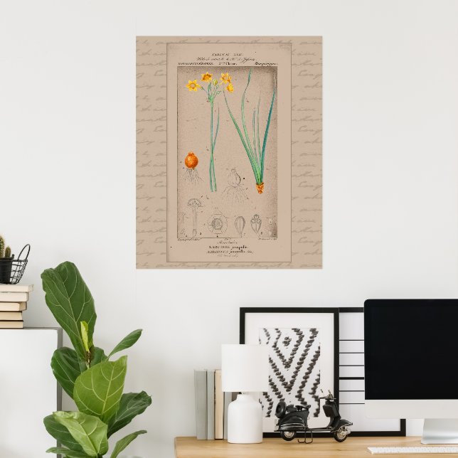 Poster Ilustração Botânica Francesa 24X30 Daffodil (Escritório em casa)