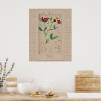 Ilustração Botânica Francesa 24X30 Ervilha Doce