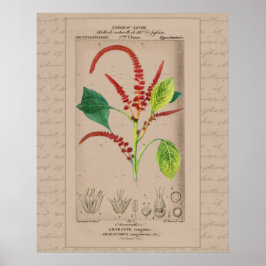 Poster Ilustração Botânica Francesa Amaranthus 24X30