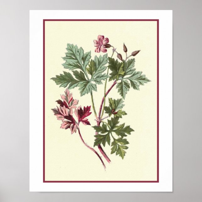 Póster Ilustração Botânica "Herb Robert" (Frente)
