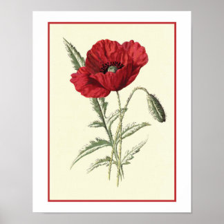 Poster Ilustração Botânica "Poppy comum"