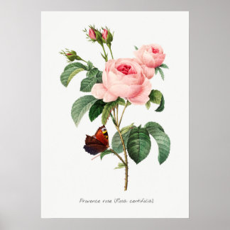 Poster Ilustração Botânica Rosa Rosa Rosa Rosa Rosa Rosa