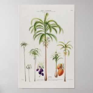 Poster Ilustração Botânica Vintage