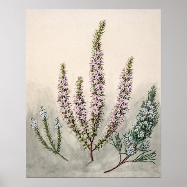 Poster Ilustração Botânica Vintage (Frente)