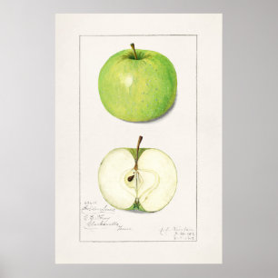 Poster Ilustração Botânica Vintage