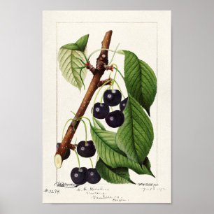 Poster Ilustração Botânica Vintage