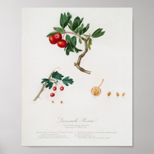 Poster Ilustração Botânica Vintage