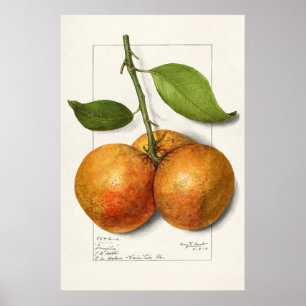 Poster Ilustração Botânica Vintage