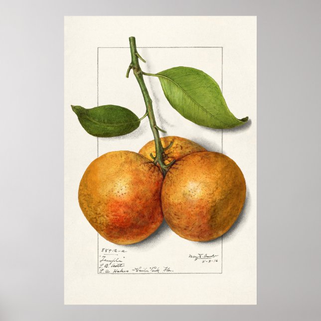 Poster Ilustração Botânica Vintage (Frente)