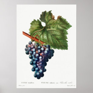 Poster Ilustração Botânica Vintage