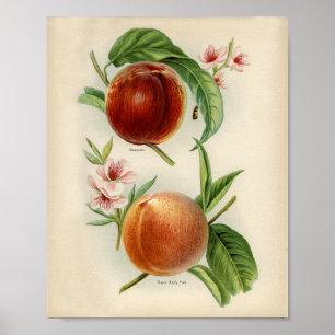 Poster Ilustração Botânica Vintage