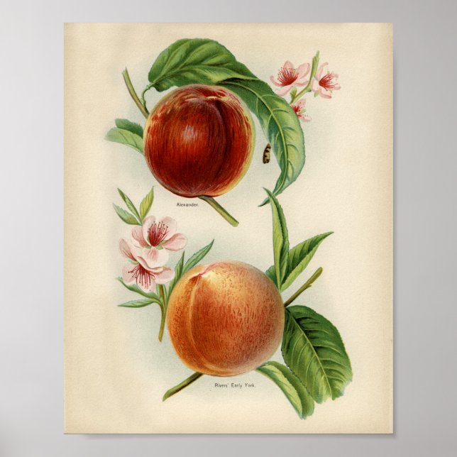 Poster Ilustração Botânica Vintage (Frente)