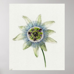 Poster Ilustração Botânica Vintage