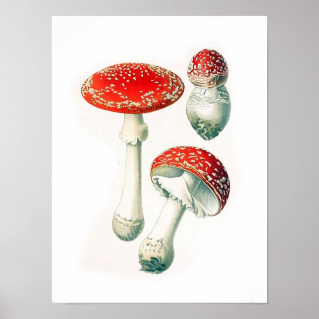 Poster Ilustração Botânica Vintage (Frente)