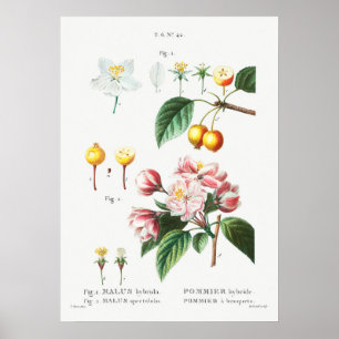 Poster Ilustração Botânica Vintage