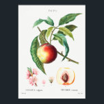 Poster Ilustração Botânica Vintage<br><div class="desc">Descrição da colheita das plantas</div>