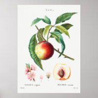 Ilustração Botânica Vintage