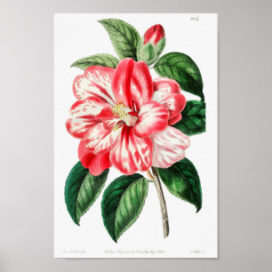 Poster Ilustração Botânica Vintage