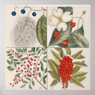 Poster Ilustração Botânica Vintage