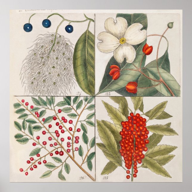 Poster Ilustração Botânica Vintage (Frente)