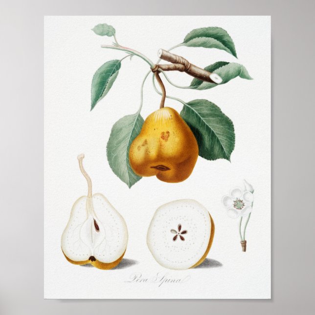 Poster Ilustração Botânica Vintage (Frente)