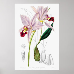 Poster Ilustração Botânica Vintage
