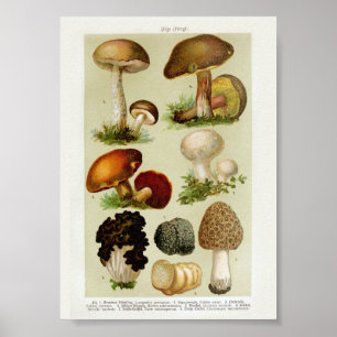 Poster Ilustração Botânica Vintage