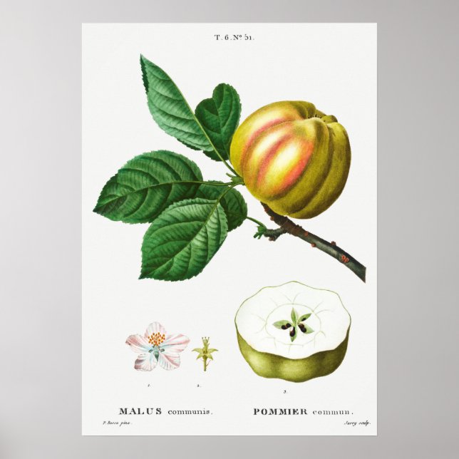 Poster Ilustração Botânica Vintage (Frente)