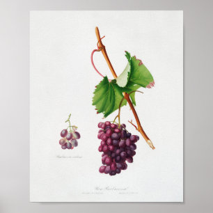 Poster Ilustração Botânica Vintage