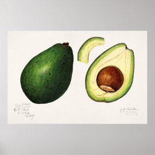 Poster Ilustração Botânica Vintage