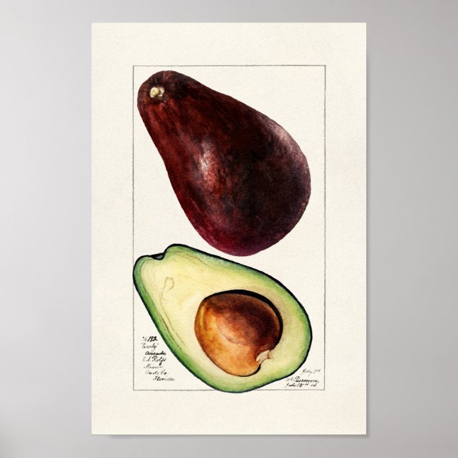 Poster Ilustração Botânica Vintage (Frente)