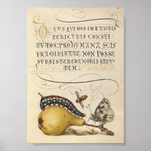 Poster Ilustração Botânica Vintage