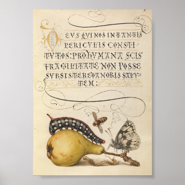 Poster Ilustração Botânica Vintage (Frente)