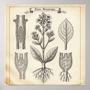 Poster Ilustração Botânica Vintage