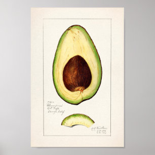 Poster Ilustração Botânica Vintage