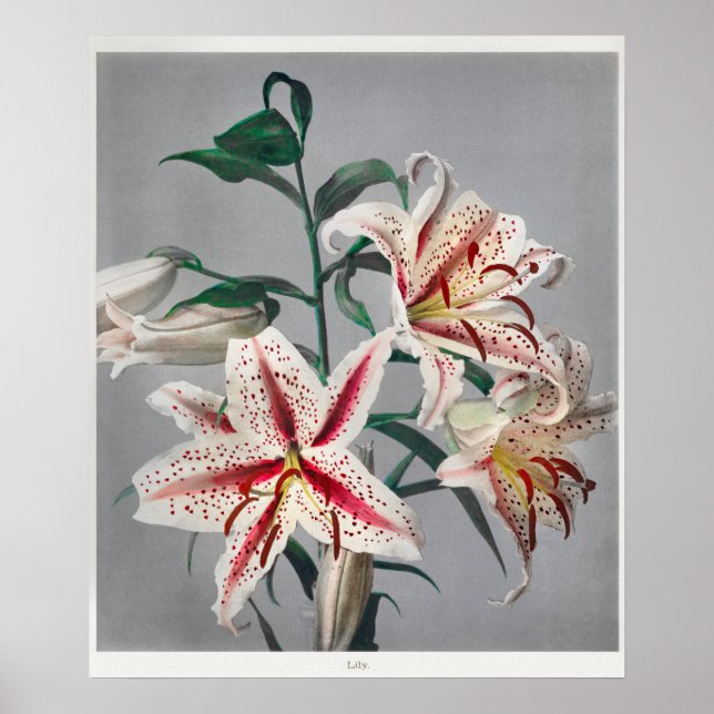 Poster Ilustração Botânica Vintage (Frente)