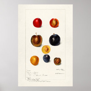 Poster Ilustração Botânica Vintage