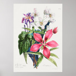 Poster Ilustração Botânica Vintage