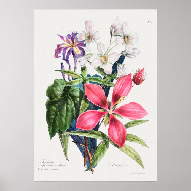 Poster Ilustração Botânica Vintage (Frente)