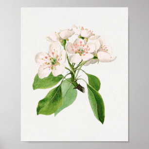 Poster Ilustração Botânica Vintage