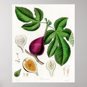 Poster Ilustração Botânica Vintage