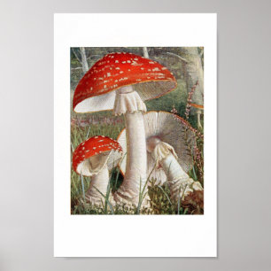 Poster Ilustração Botânica Vintage