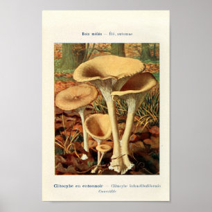 Poster Ilustração Botânica Vintage