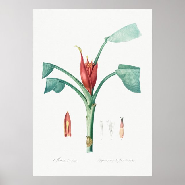 Poster Ilustração Botânica Vintage (Frente)