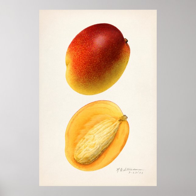 Poster Ilustração Botânica Vintage (Frente)