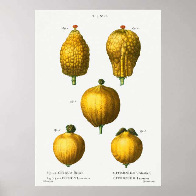 Poster Ilustração Botânica Vintage (Frente)