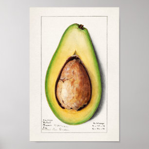 Poster Ilustração Botânica Vintage