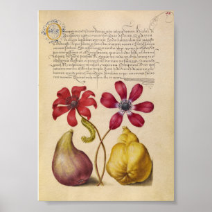 Poster Ilustração Botânica Vintage